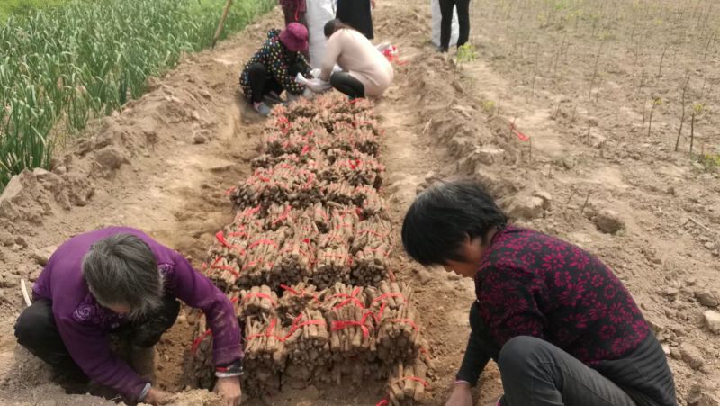 泡桐苗