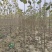 泡桐苗