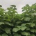 泡桐苗