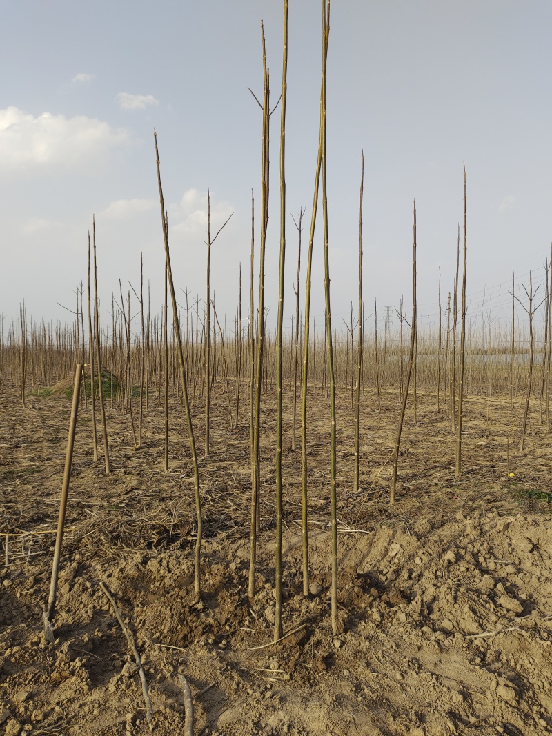 泡桐苗