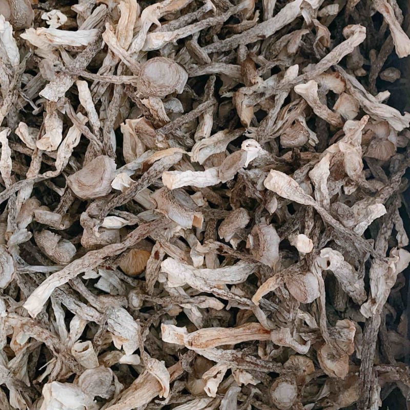 精品鹿茸菇中条优质质量保证价格实惠诚信经营欢迎咨询