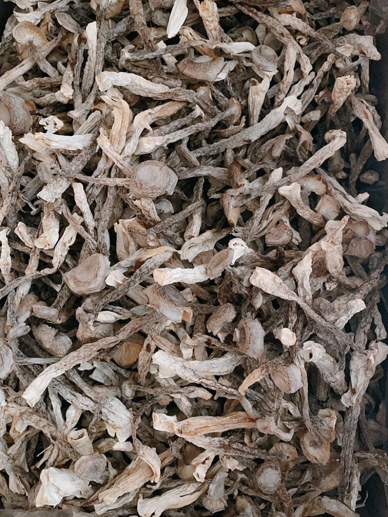 精品鹿茸菇中条优质质量保证价格实惠诚信经营欢迎咨询