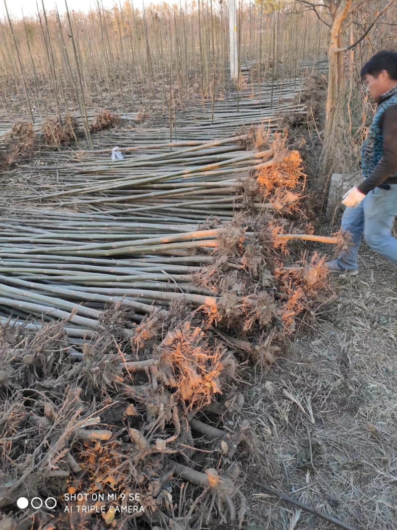 泡桐树苗全网供应速生泡桐树苗优质泡桐小苗