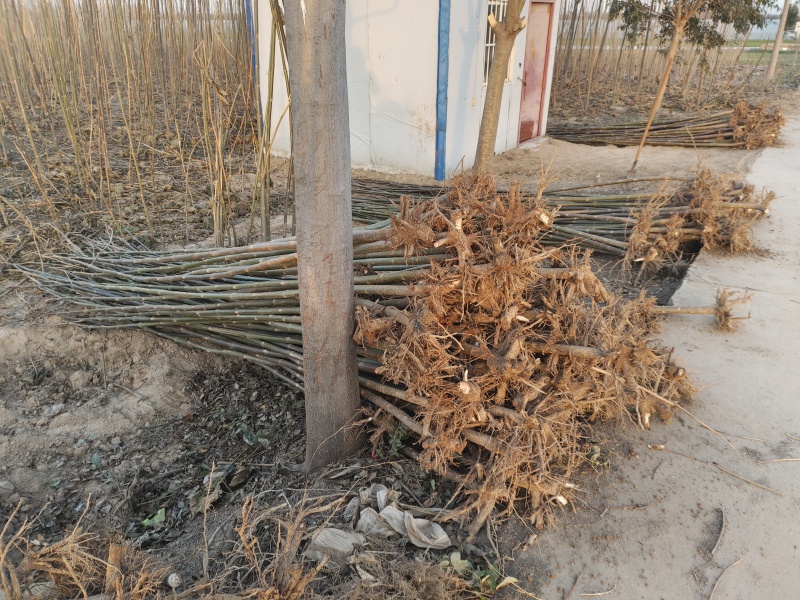泡桐树苗全网供应速生泡桐树苗优质泡桐小苗