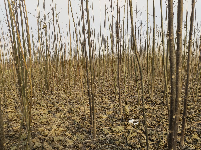 泡桐树苗全网供应速生泡桐树苗优质泡桐小苗