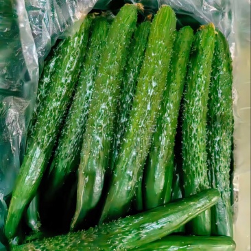 头茬密刺黄瓜，密刺黄瓜，批发黄瓜，大量上市中河南周口黄瓜