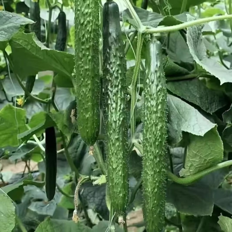 头茬密刺黄瓜，密刺黄瓜，批发黄瓜，大量上市中河南周口黄瓜