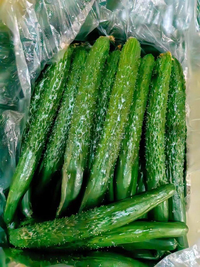头茬密刺黄瓜，密刺黄瓜，批发黄瓜，大量上市中河南周口黄瓜