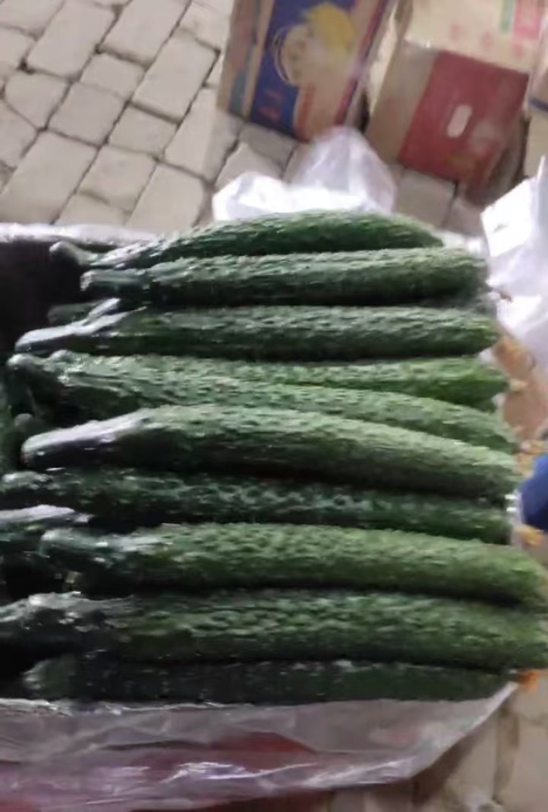 头茬密刺黄瓜，密刺黄瓜，批发黄瓜，大量上市中河南周口黄瓜