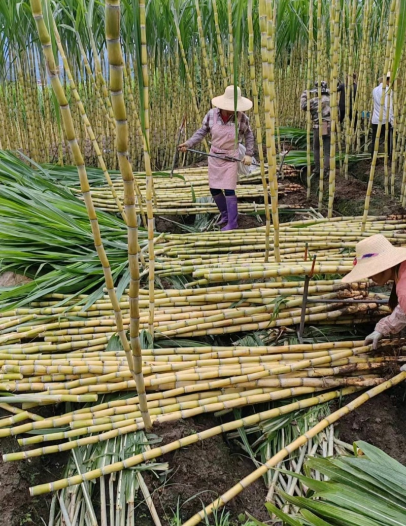 推荐黄皮甘蔗云南甘蔗黄金甘蔗甘甜多汁产地一手货源1