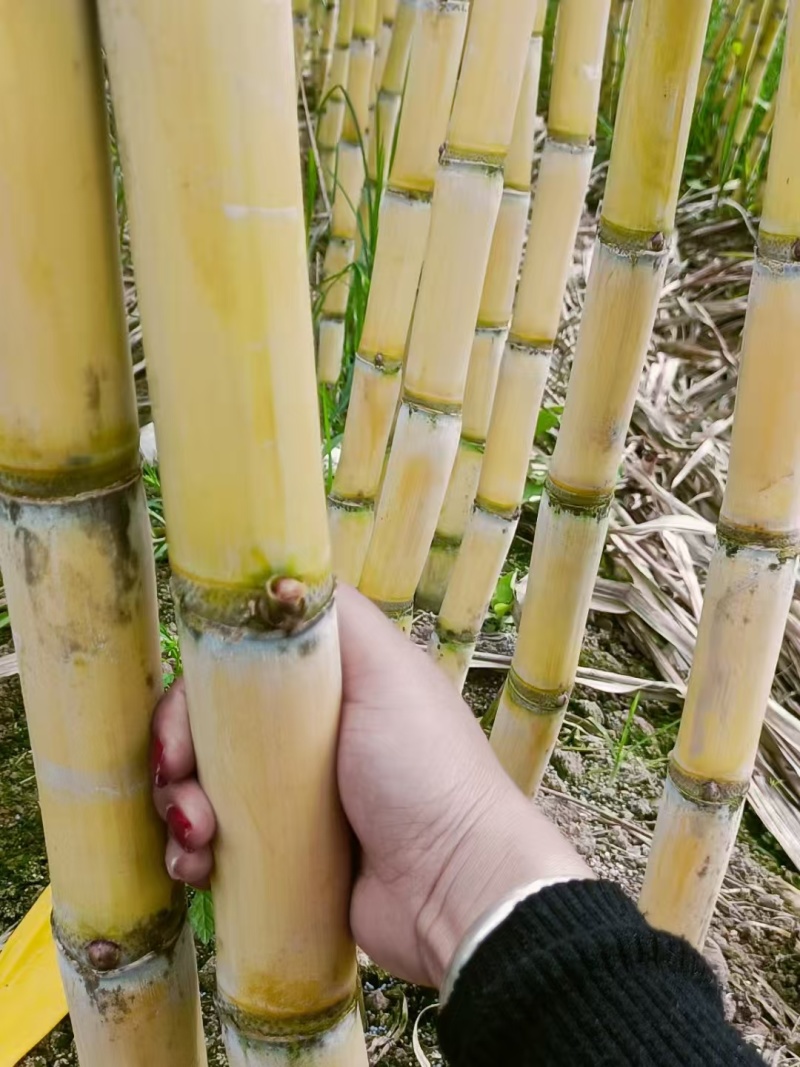 推荐黄皮甘蔗云南甘蔗黄金甘蔗甘甜多汁产地一手货源1