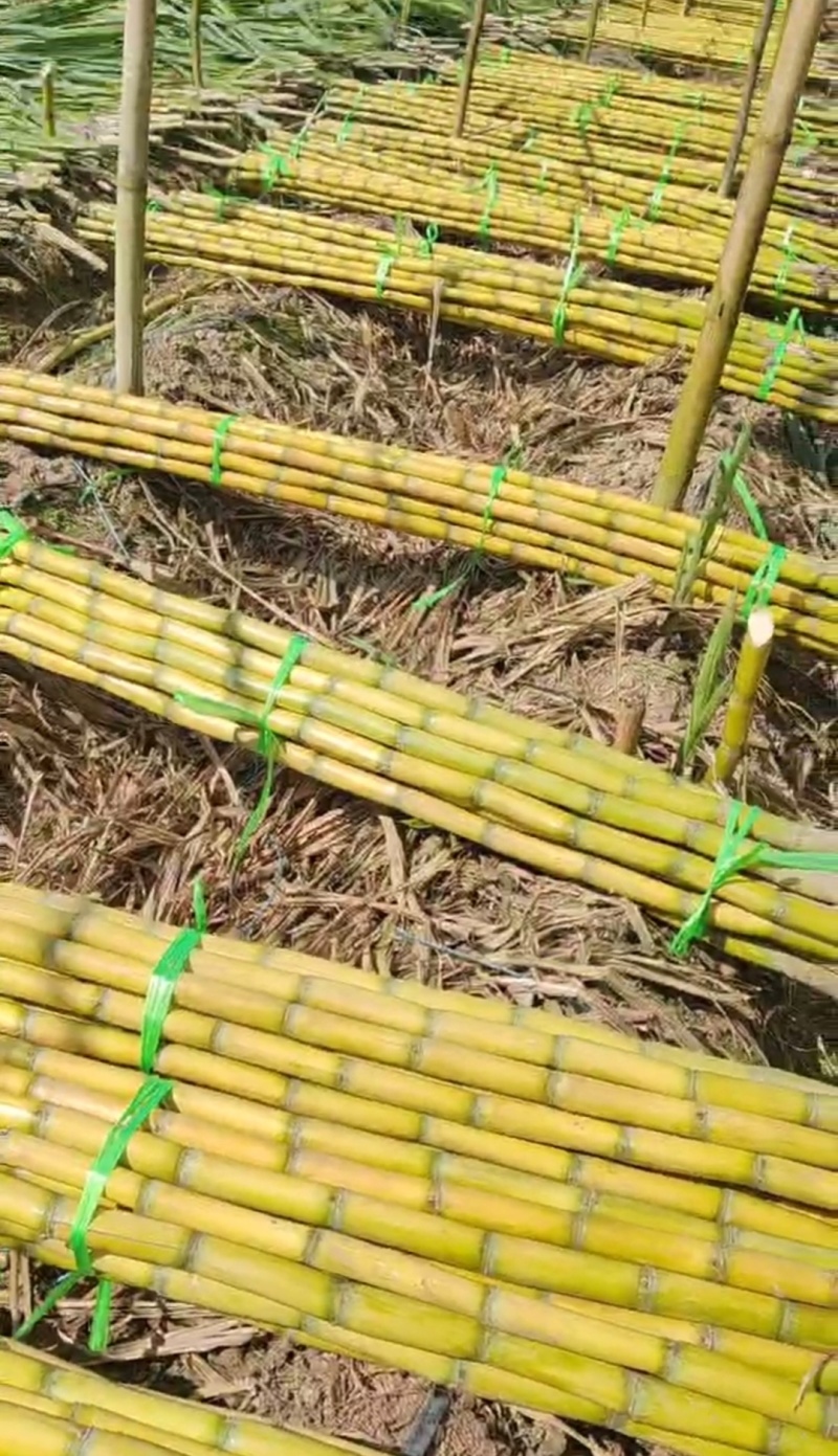 推荐黄皮甘蔗云南甘蔗黄金甘蔗甘甜多汁产地一手货源1