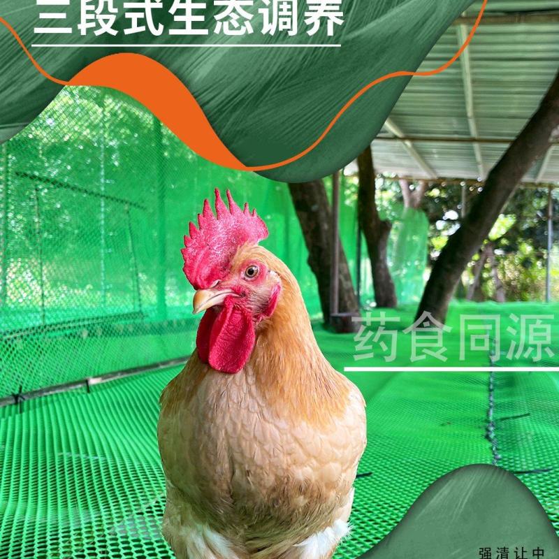 广东药膳鸡，无土腥味、无激素、无抗生素全国发货