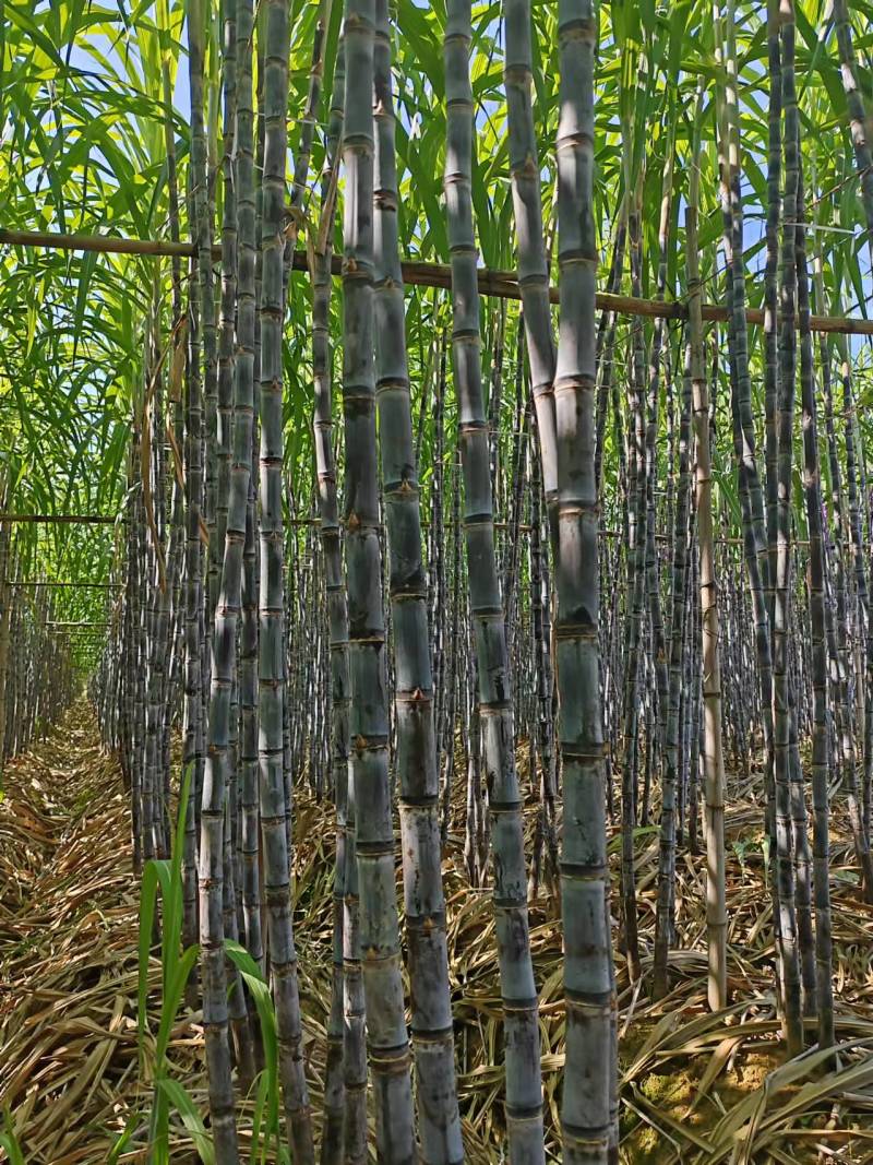 精选黑皮甘蔗广东甘蔗基地直供量大从优全国发货联系