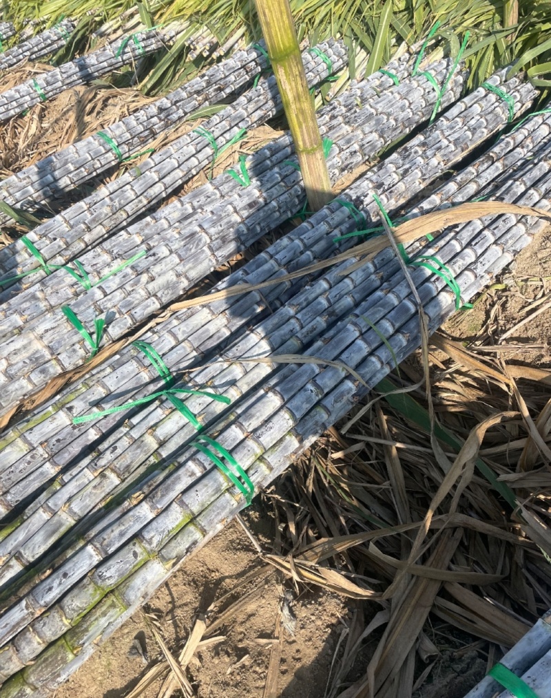 精选黑皮甘蔗广东甘蔗基地直供量大从优全国发货联系