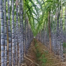 精选黑皮甘蔗广东甘蔗基地直供量大从优全国发货联系