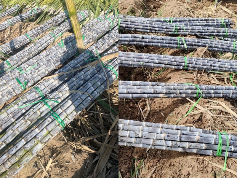 精选黑皮甘蔗广东甘蔗基地直供量大从优全国发货联系