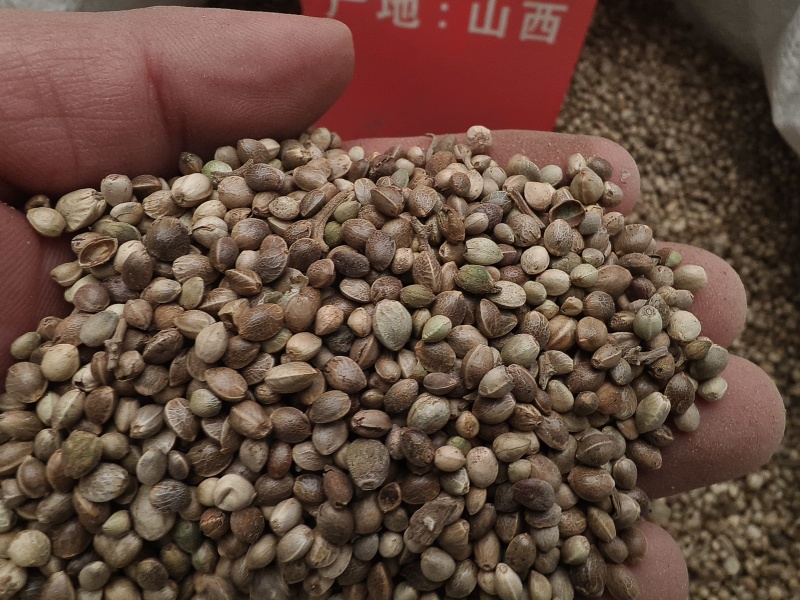 火麻仁新货火麻仁过筛干净无杂质大货批发零售