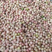 优质金果榄地苦胆大量上市，可视频看货，全国发货