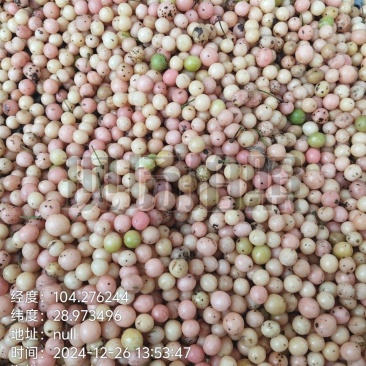 优质金果榄地苦胆大量上市，可视频看货，全国发货