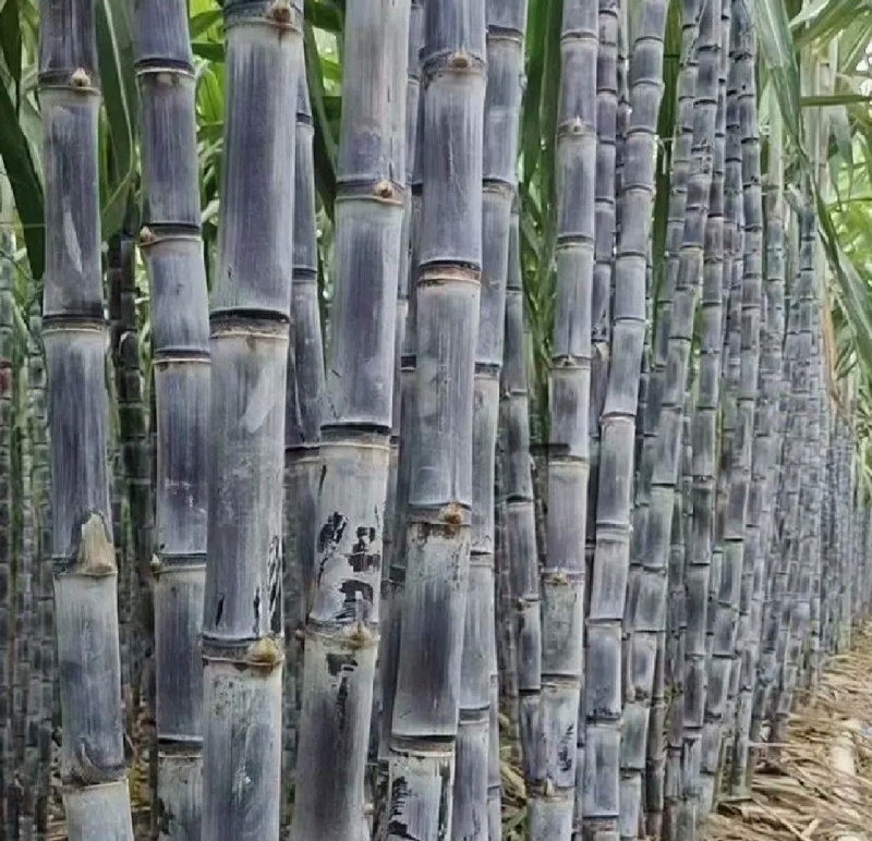 推荐云南黑皮甘蔗货源充足甜美多汁全国发货商超直供