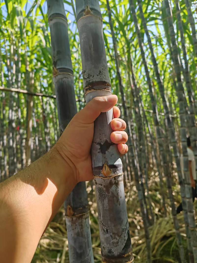实力推荐云南黑皮甘蔗云南甘蔗甜脆多汁量大从优
