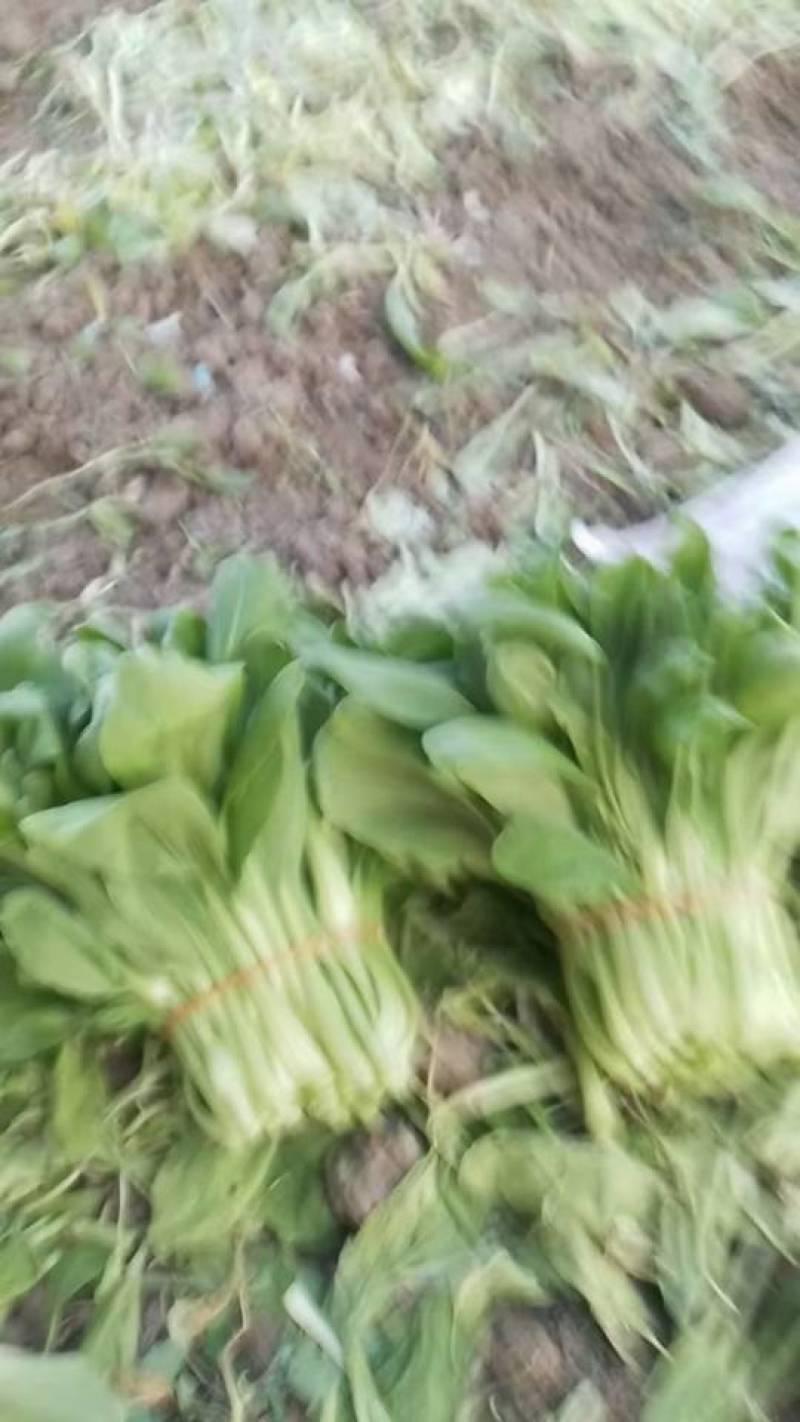 新鲜菜苔直供上海，口感鲜嫩，营养丰富，快来尝鲜！