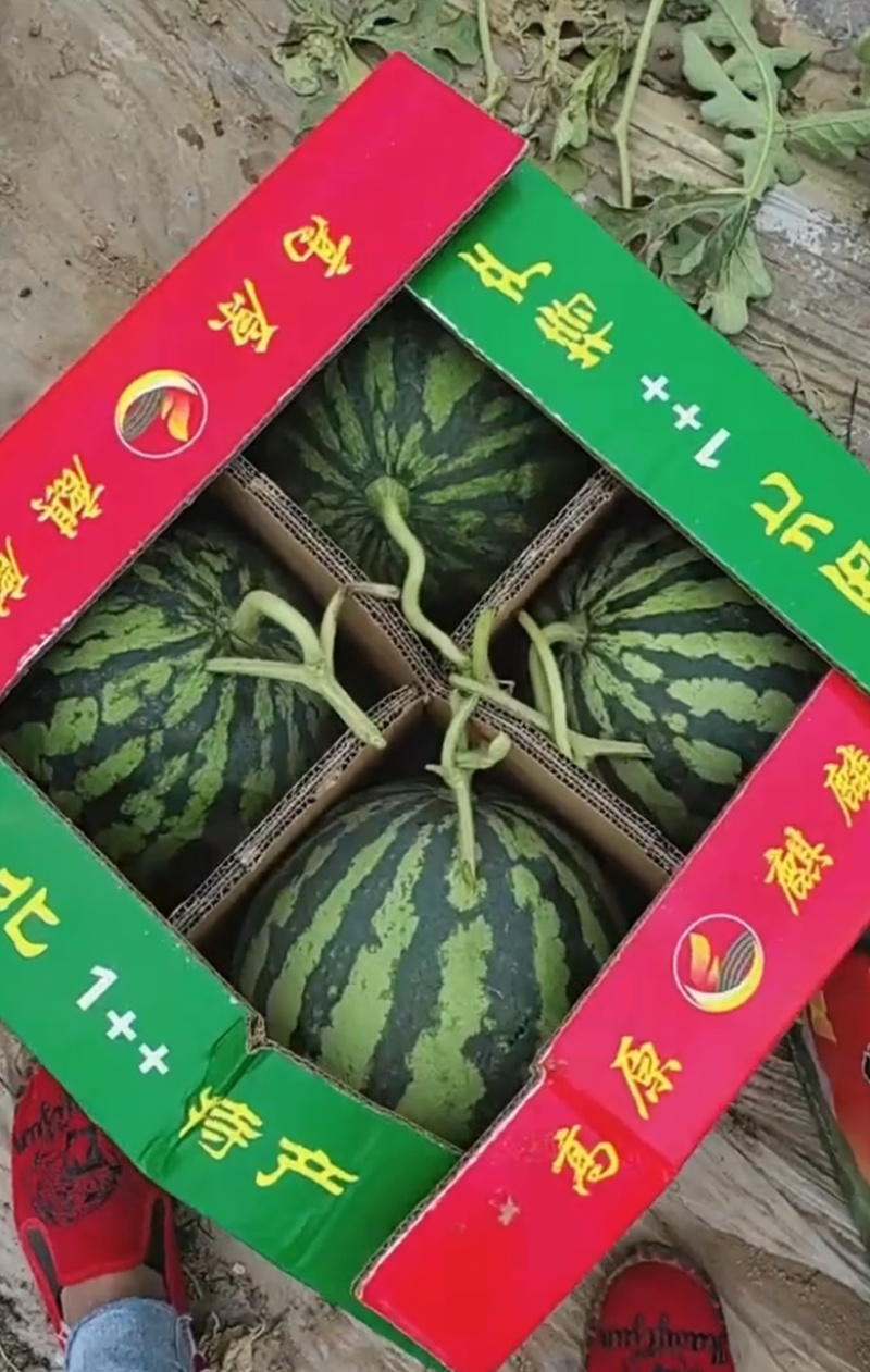 嘉年华美都西瓜、甜度高皮薄、基地直发视频看货、保证品质
