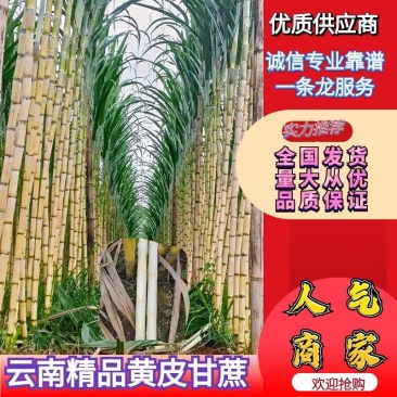 推荐黄皮甘蔗云南甘蔗黄金甘蔗甘甜多汁产地一手货源1