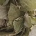 淫羊藿新淫羊藿甘肃淫羊藿纯叶小叶泡水淫羊藿假一赔十
