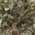 淫羊藿新淫羊藿甘肃淫羊藿纯叶小叶泡水淫羊藿假一赔十