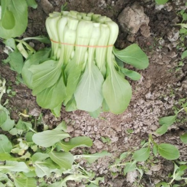 新鲜菜苔直供上海，口感鲜嫩，营养丰富，快来尝鲜！