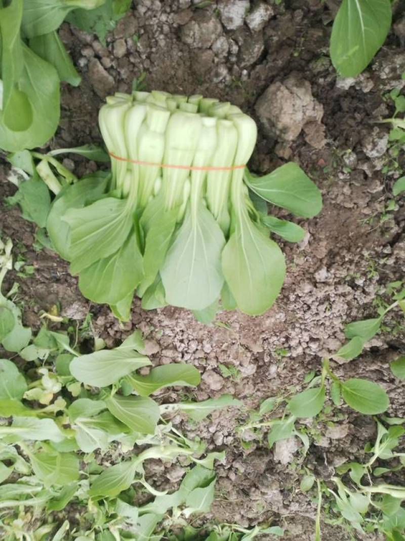新鲜菜苔直供上海，口感鲜嫩，营养丰富，快来尝鲜！