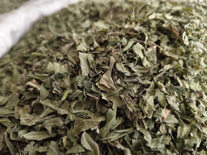 罗布麻叶新罗布麻颜色青干净无杂罗布麻叶大货批发零售