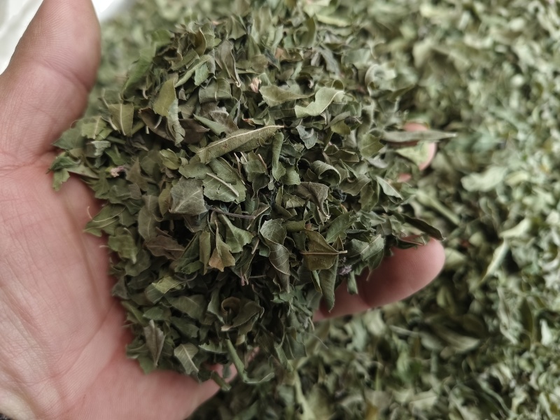 罗布麻叶新罗布麻颜色青干净无杂罗布麻叶大货批发零售