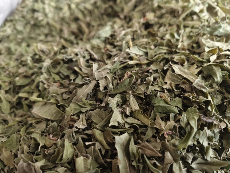罗布麻叶新罗布麻颜色青干净无杂罗布麻叶大货批发零售