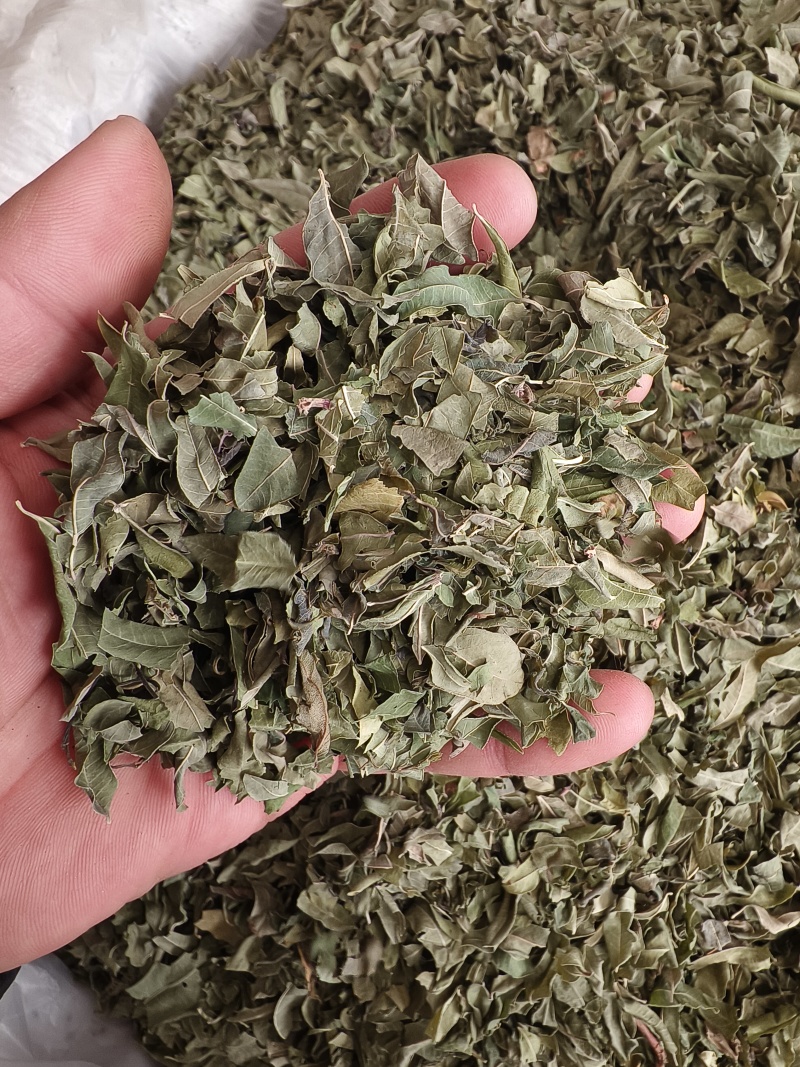 罗布麻叶新罗布麻颜色青干净无杂罗布麻叶大货批发零售