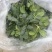 刚出土的菠菜。（河南，商丘）
