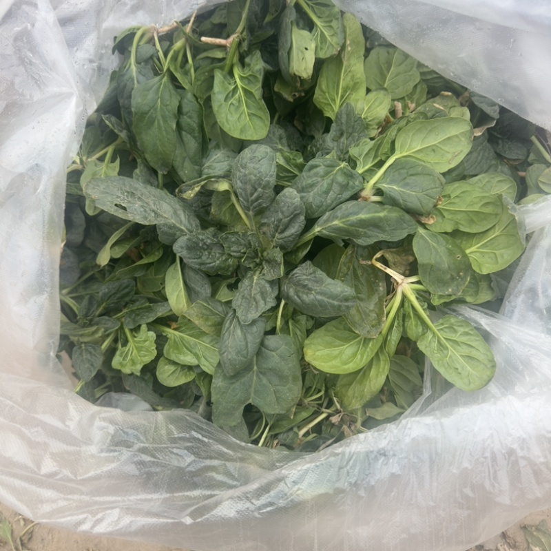 刚出土的菠菜。（河南，商丘）
