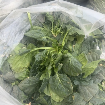 刚出土的菠菜。（河南，商丘）