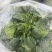 刚出土的菠菜。（河南，商丘）