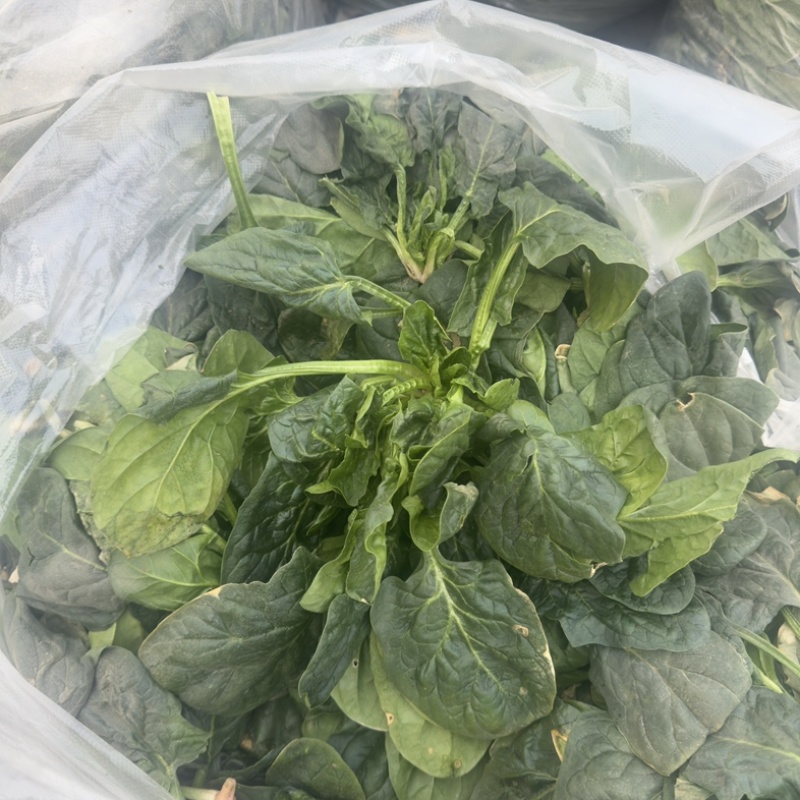 刚出土的菠菜。（河南，商丘）