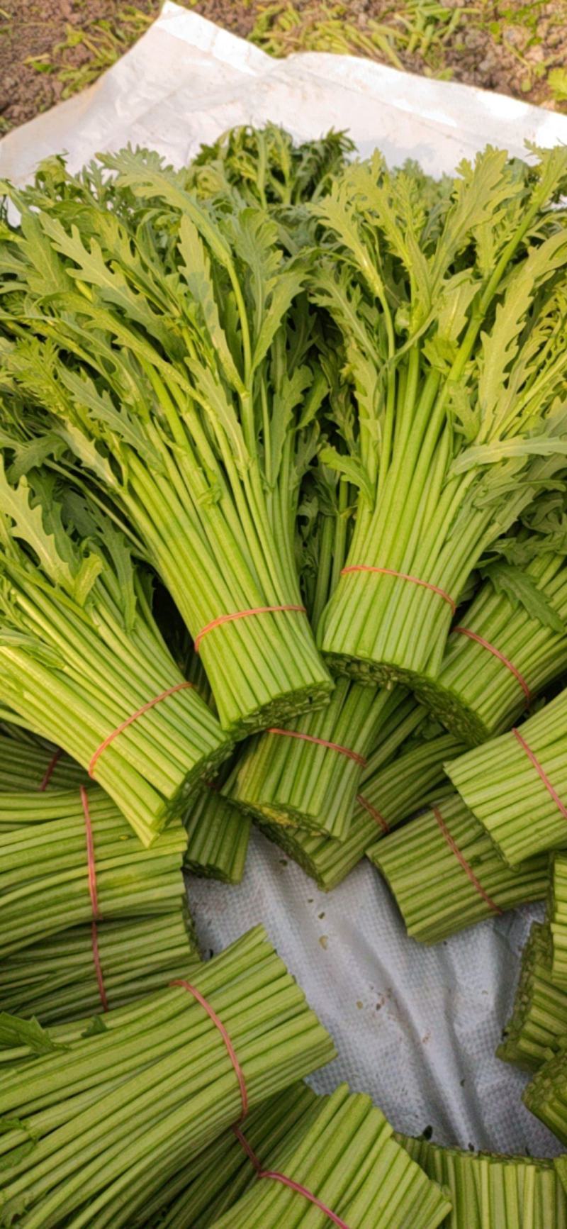 精品茼蒿，保质保量，需要联系