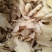 白芨正品白芨三岔白芨新货无硫***假一赔十大货批发零售