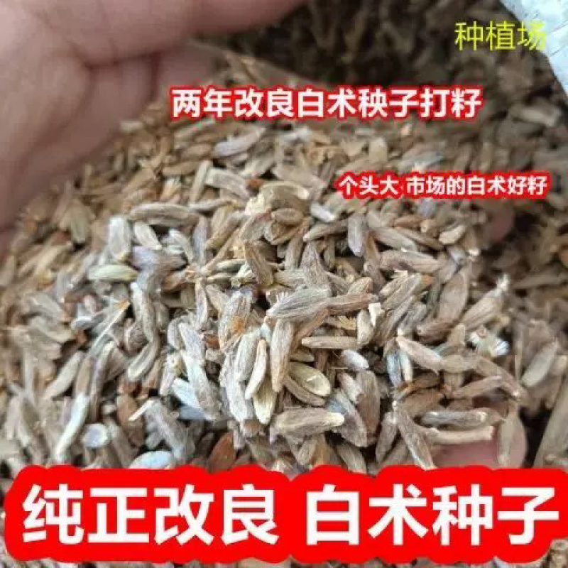 纯新改良白术种子河北安国二年白术籽饱满度好发芽率高