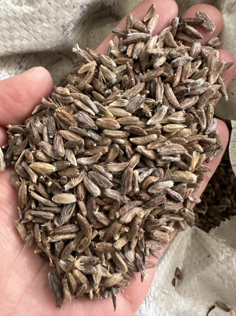 纯新改良白术种子河北安国二年白术籽饱满度好发芽率高