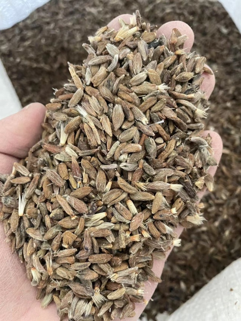 纯新改良白术种子河北安国二年白术籽饱满度好发芽率高