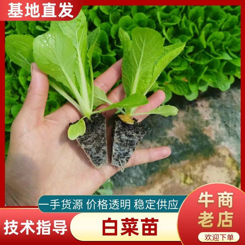 冬白菜苗基地直发一手货源量大从优欢迎咨询