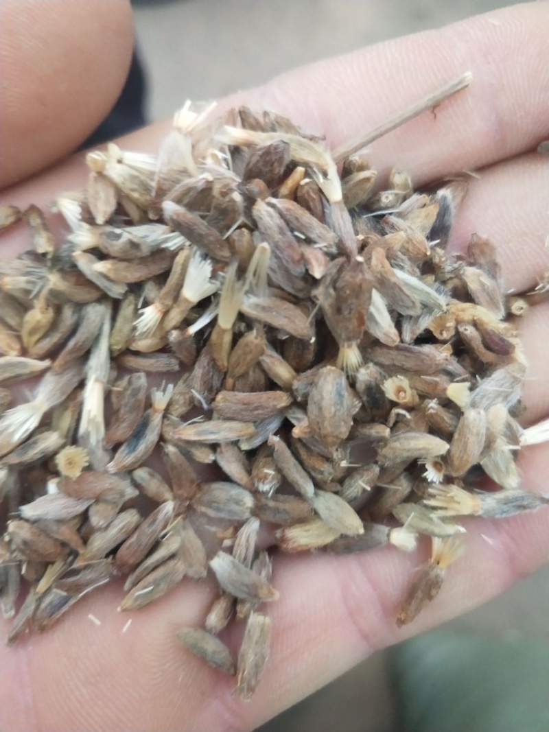 白术种子新采二年改良白术种子包发芽提供技术指导