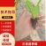 精品三青莴笋苗一手货源量大从优欢迎咨询